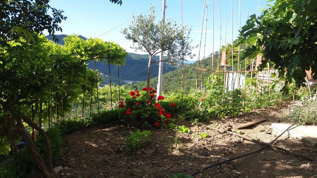 卡萨察利古勒Olivella Caminata N 41G公寓 外观 照片